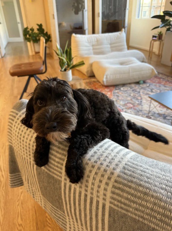 Mila the dog resting on the office sofa
